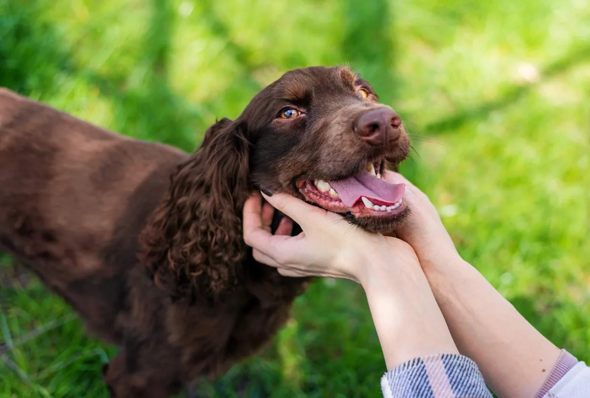 How to Pet a Dog Properly: Dos and Don’ts