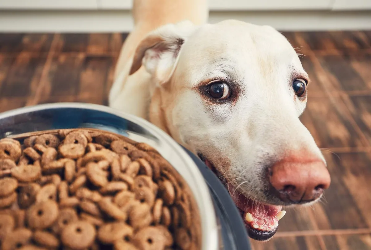 7 Biggest Dog Food Myths Debunked