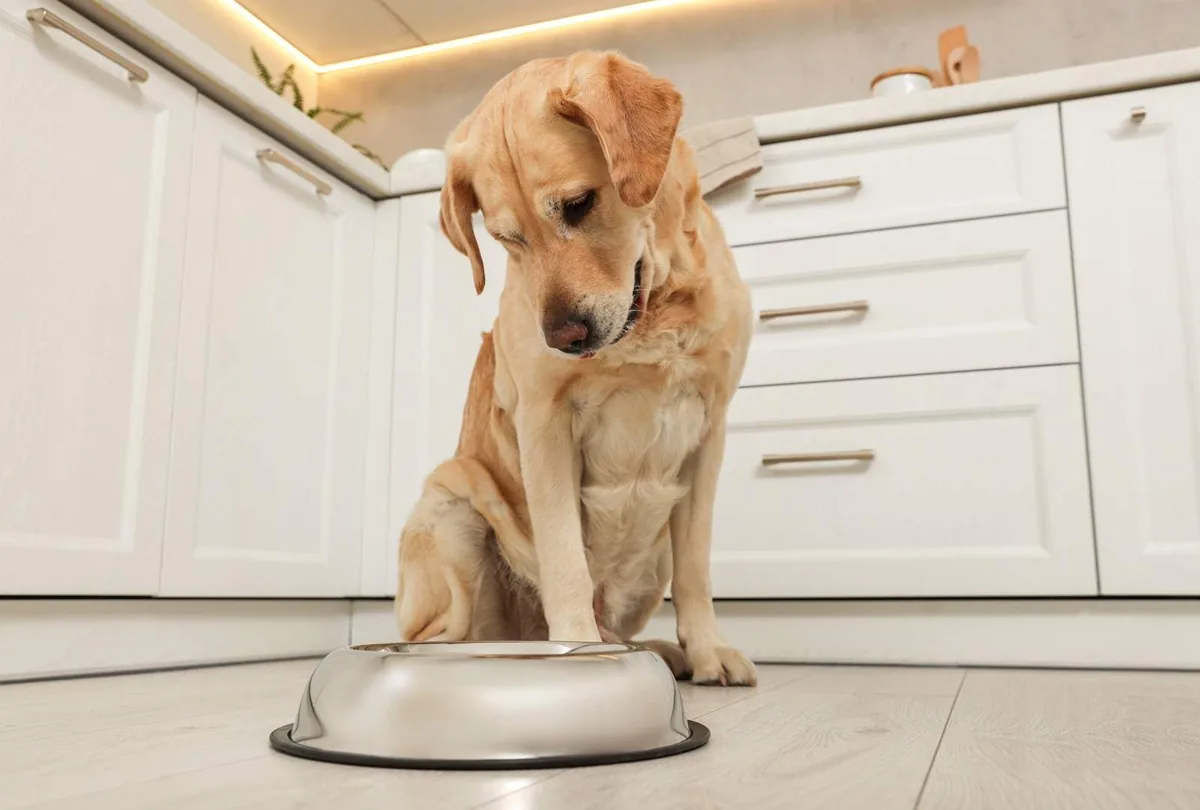 7 Biggest Dog Food Myths Debunked
