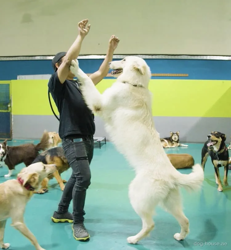 A large white dog up on its hind legs playing with a member of the Dog House team in the indoor play area, with other dogs around them