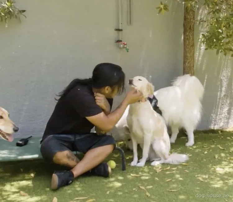 A member of the Dog House team kneeling on the grass and holding a golden retriever's face, with two other dogs alongside
