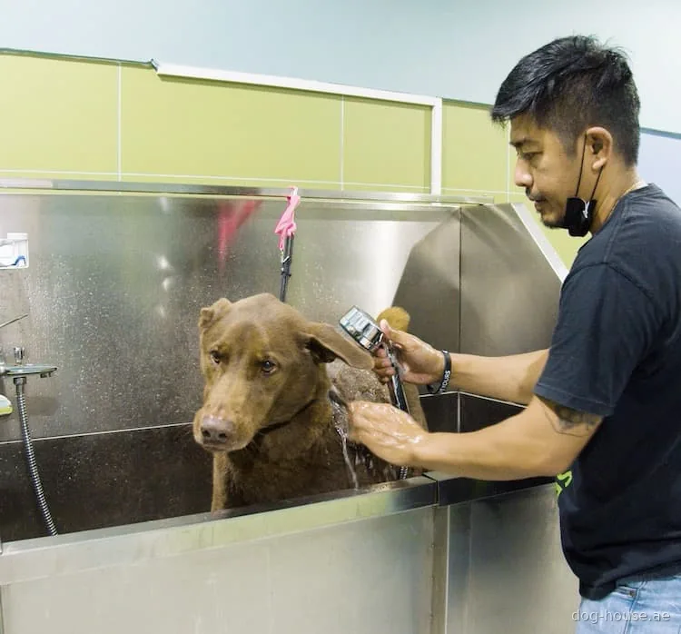 A dog being bathed by a groomer at Dog House