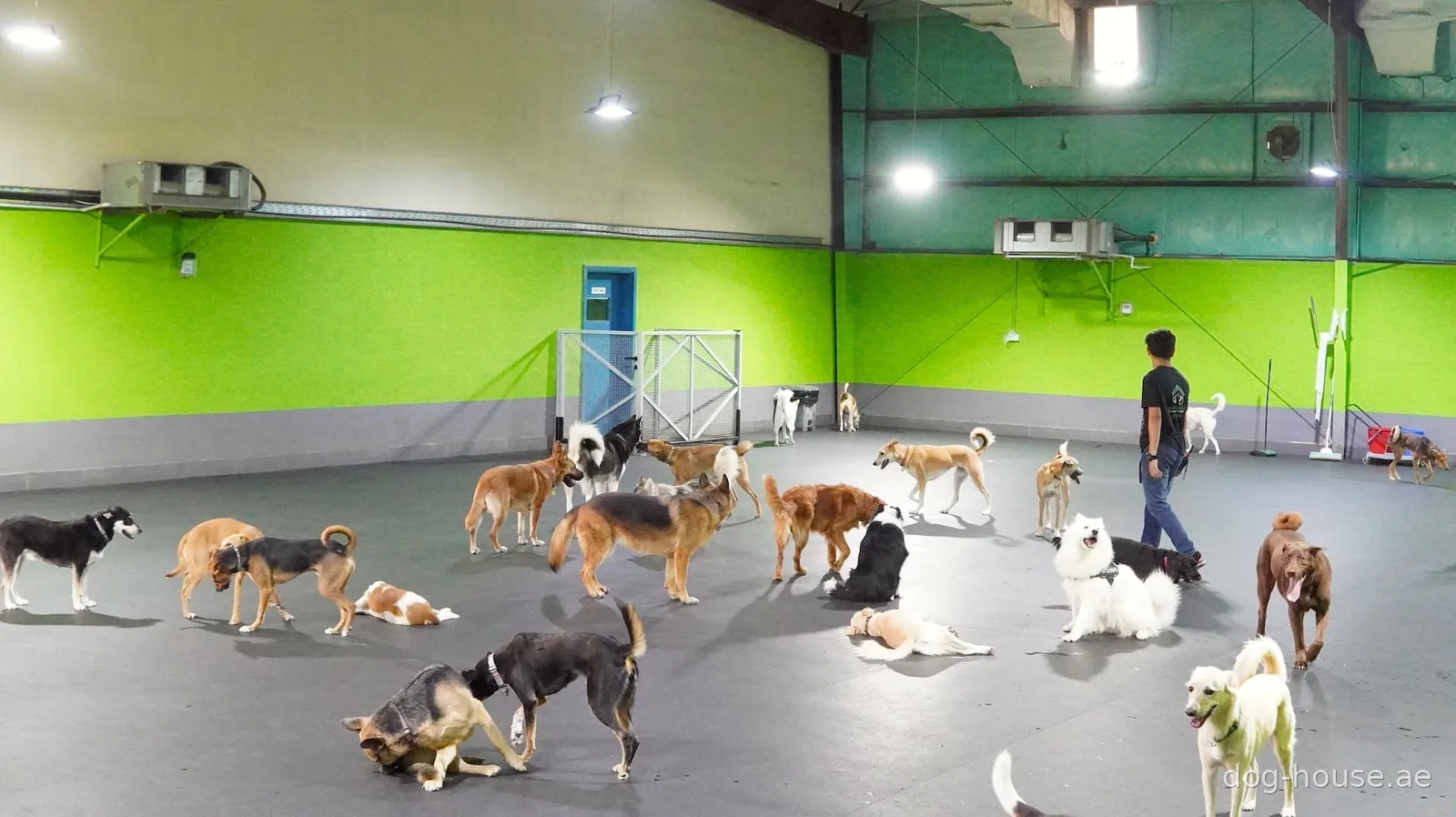 A wide view of the indoor play area at Dog House with dogs playing on the rubber-matted floor