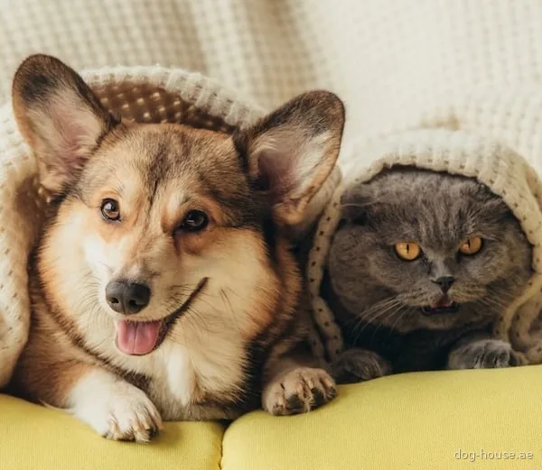 A dog and a cat lying together under a blanket on a sofa