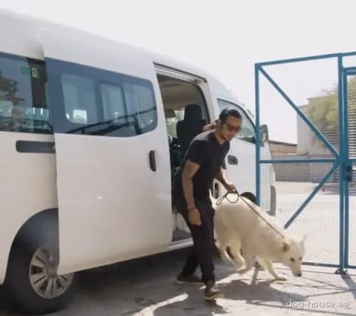 A dog travelling safely in a Dog House transport vehicle