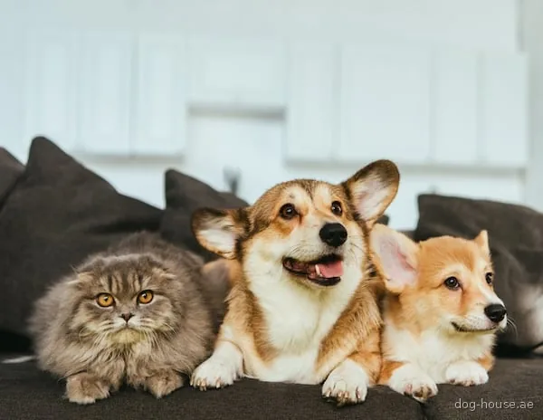 Two corgis and a longhair cat sitting together on a sofa