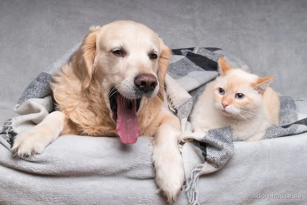 A golden retriever and a mixed breed dog together at home